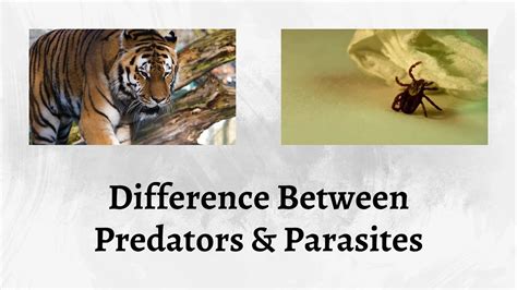 identify the ways that parasites are similar to predators.